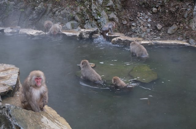 Jigokudani 