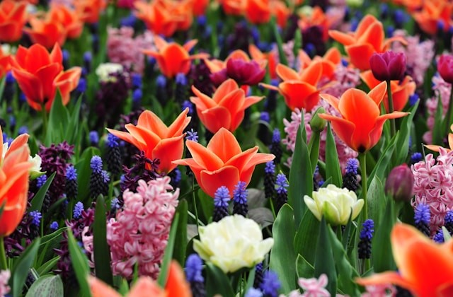 Keukenhof