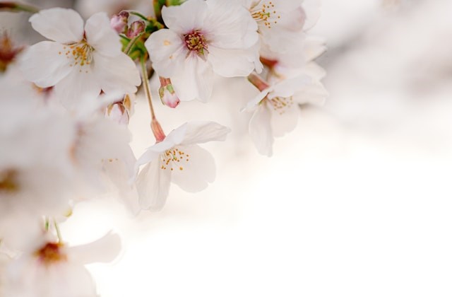 Cherry blossom