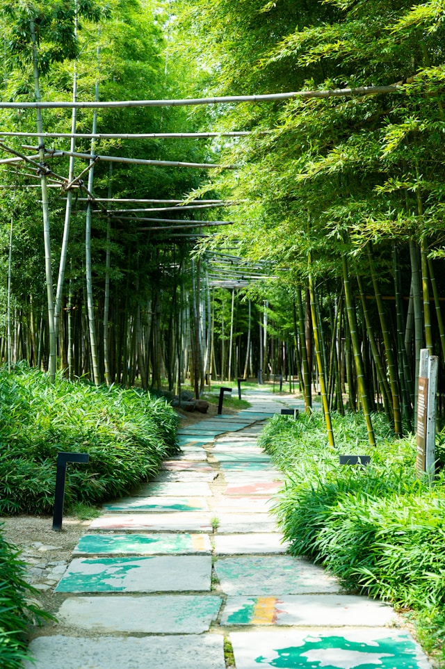 Ahopsan Forest